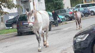 Коне в Люлин, още един бик в "Лозенец"