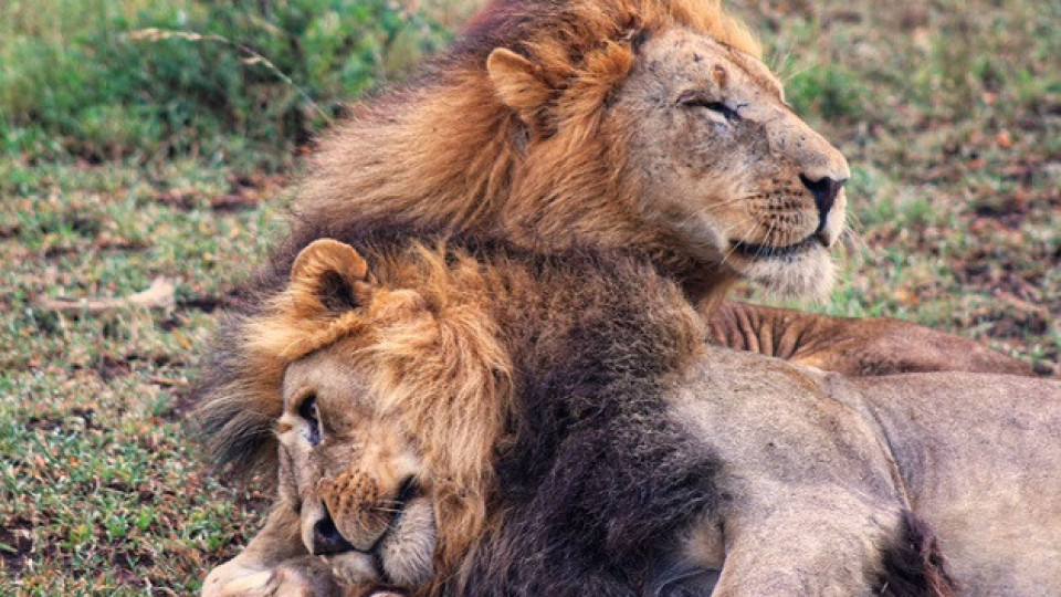 Два лъва разкъсаха млад мъж | StandartNews.com