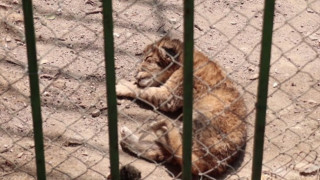Петиция за лошите условия в зоопарковете у нас