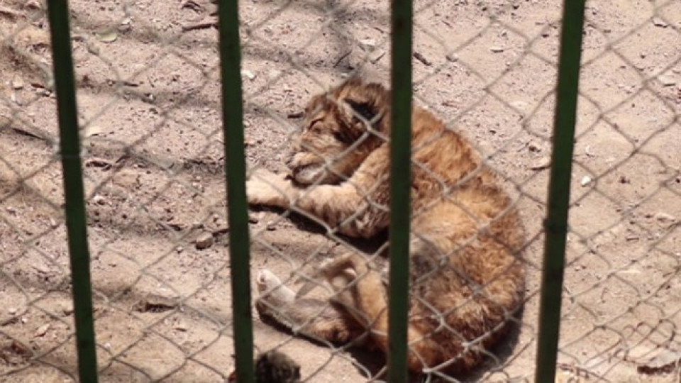 Петиция за лошите условия в зоопарковете у нас | StandartNews.com