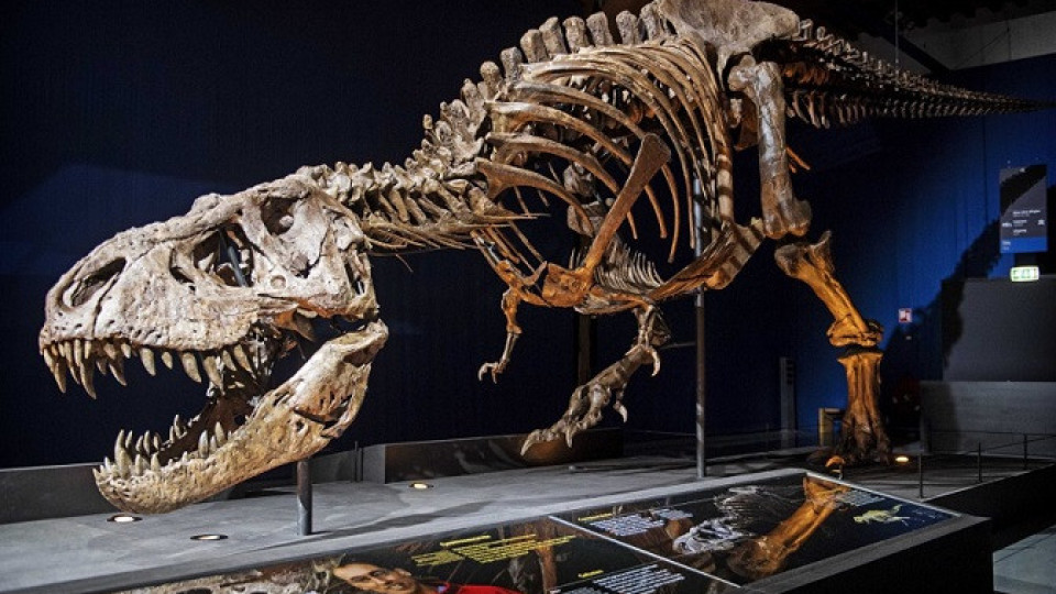 Скелет на Тиранозавър се продаде за $31,8 млн | StandartNews.com