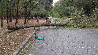 Дърво в парк падна върху дете