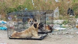 Кучета в клетки на бунището в Самоков