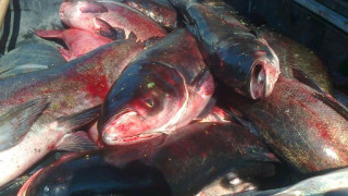 250 кг незаконно заловена риба в Бургас