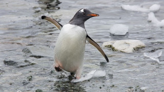На колко е най-възрастният Пингвин в света