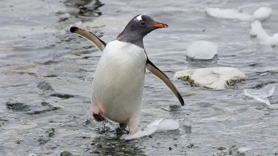 На колко е най-възрастният Пингвин в света | StandartNews.com