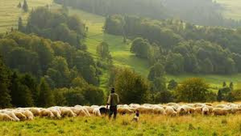 Овчар се мъчи да докаже, че е жив | StandartNews.com