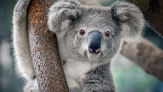 Ето как звучи ядосана коала
