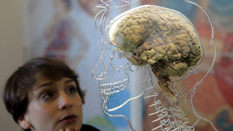 Кога човешкият мозък достига своя пик | StandartNews.com