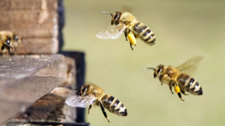 Пчели правят мед през нощта