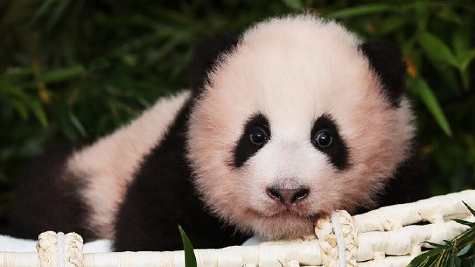 Ето я първата панда, родена в Република Корея | StandartNews.com