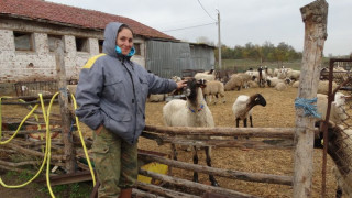 Украйна спря вноса на козе и овче сирене от България