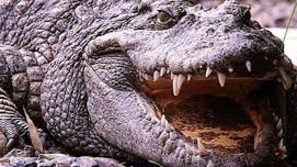 Ловци се видяха в чудо. Алигатор гигант се озъби от Мисисипи. | StandartNews.com