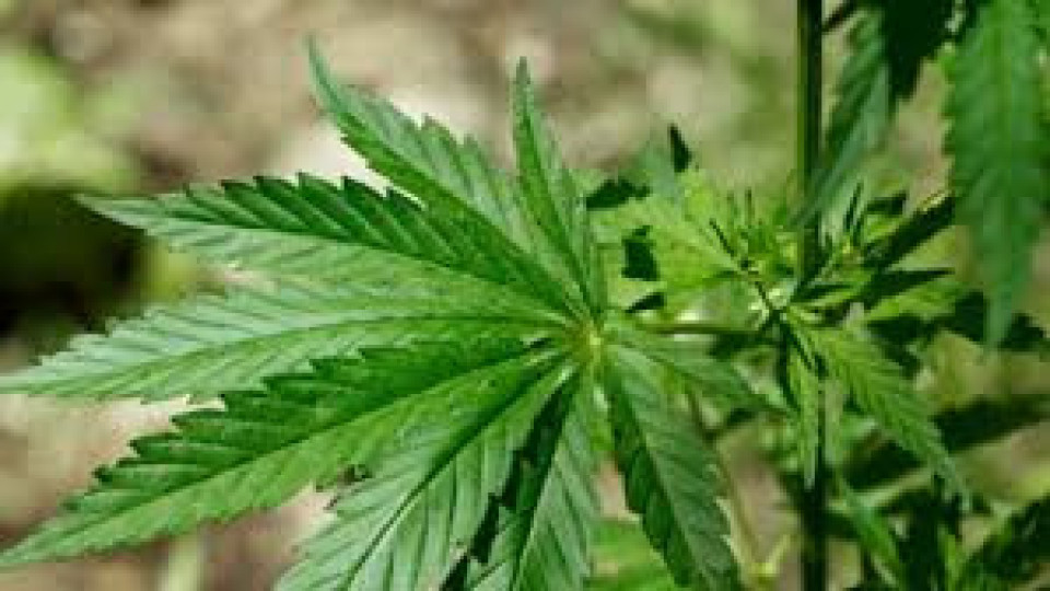 Вотът вдигна с 40% акциите на компания за марихуана | StandartNews.com