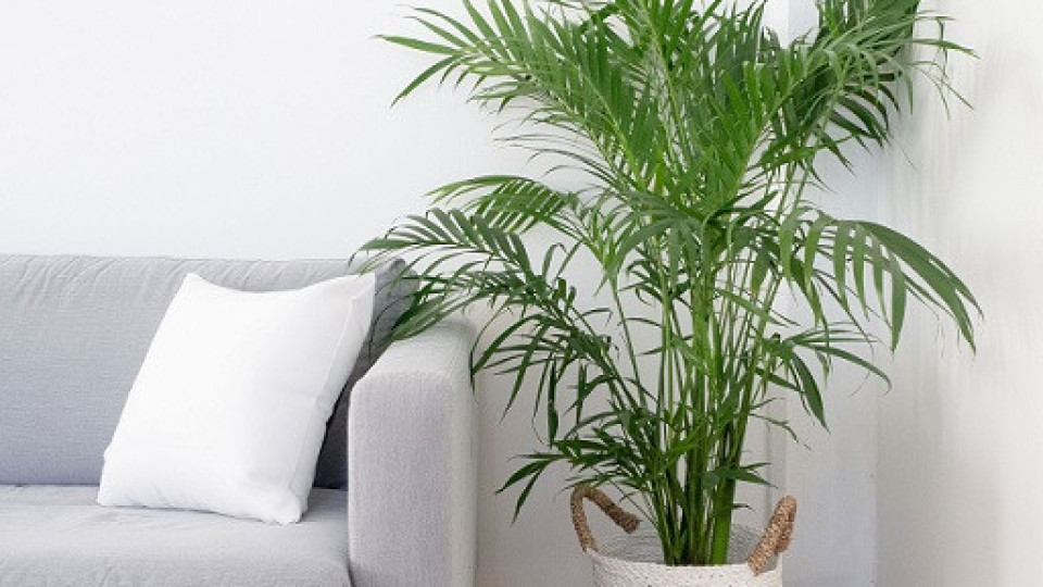 Тези стайни растения пречистват въздуха | StandartNews.com