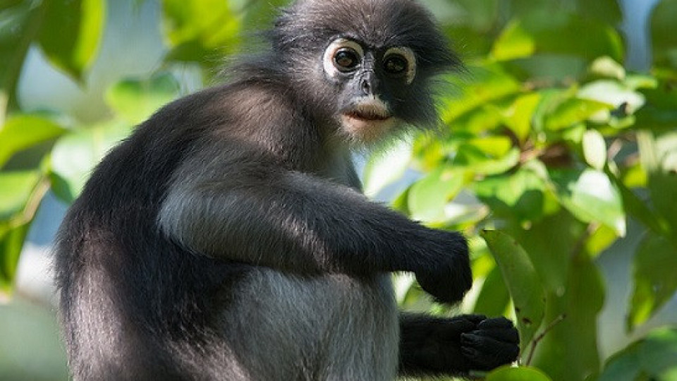 Откриха нов вид маймуна | StandartNews.com
