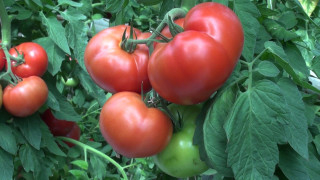 Учени излъгаха домати да пуснат повече плод
