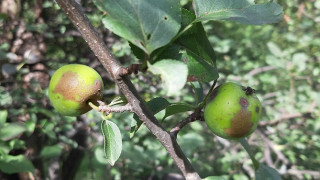 Ябълка на 4000 години откриха във Виена