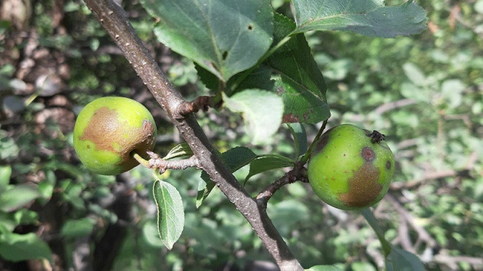 Ябълка на 4000 години откриха във Виена | StandartNews.com
