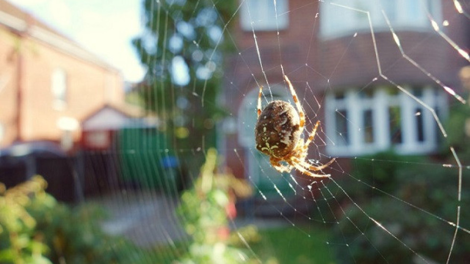 Паяците вкъщи - врагове или приятели? | StandartNews.com