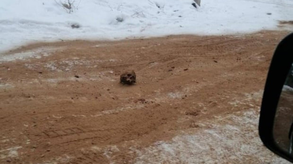 Път на костите откриха в Сибир | StandartNews.com