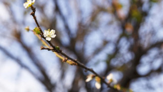 Дръвчетата цъфнаха. Лоша поличба