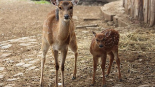 Роди се петнисто виетнамско еленче в Софийския зоопарк