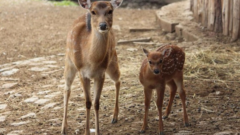 Роди се петнисто виетнамско еленче в Софийския зоопарк | StandartNews.com