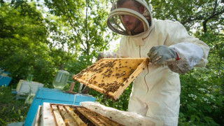 Защо пчеларите не ги хваща вируса