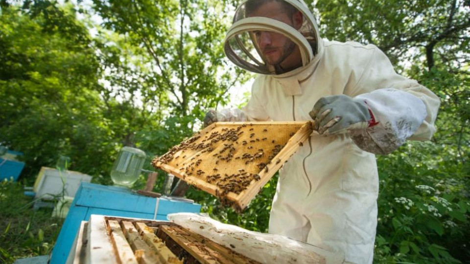Защо пчеларите не ги хваща вируса | StandartNews.com