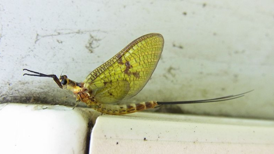 Това необичайно насекомо шашна учените | StandartNews.com