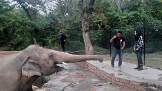 Шер спасява най-самотния слон