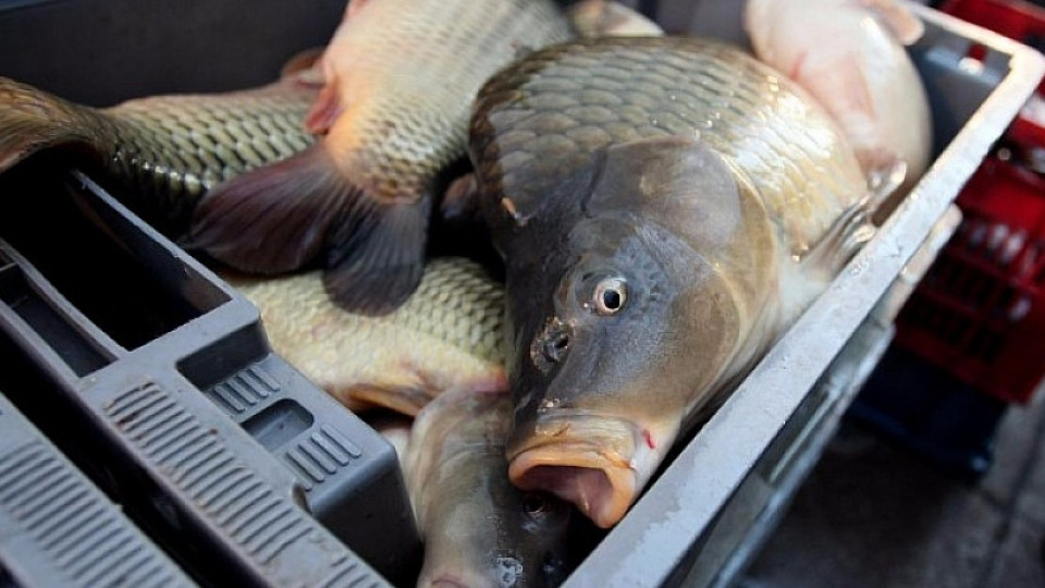 БАБХ погва рибните търговци по случай Никулден | StandartNews.com