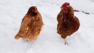 Огнище на птичи грип в Пловдивско
