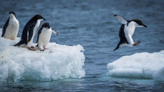 Гигантски айсберг застрашава пингвини