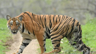 Гладен тигър нападна дресьор в цирк