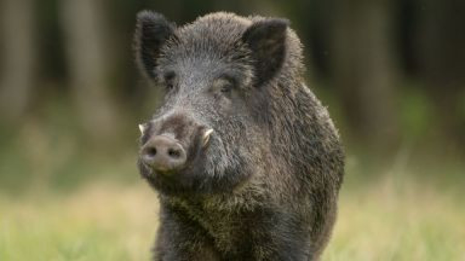 Дива свиня премаза мъж в къщата му | StandartNews.com