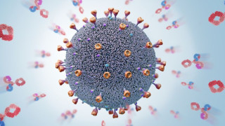 Откритие: Колко се задържа имунитетът след COVID?