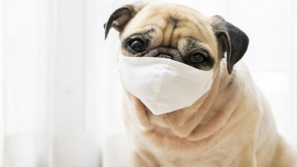 Невероятно! Бум на маски за кучета срещу Ковид | StandartNews.com