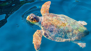 Морски костенурки се радват на празни турски плажове