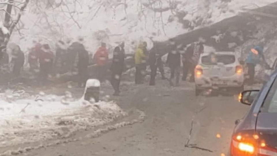 Паднало дърво затвори пътя за хижа "Алеко" | StandartNews.com