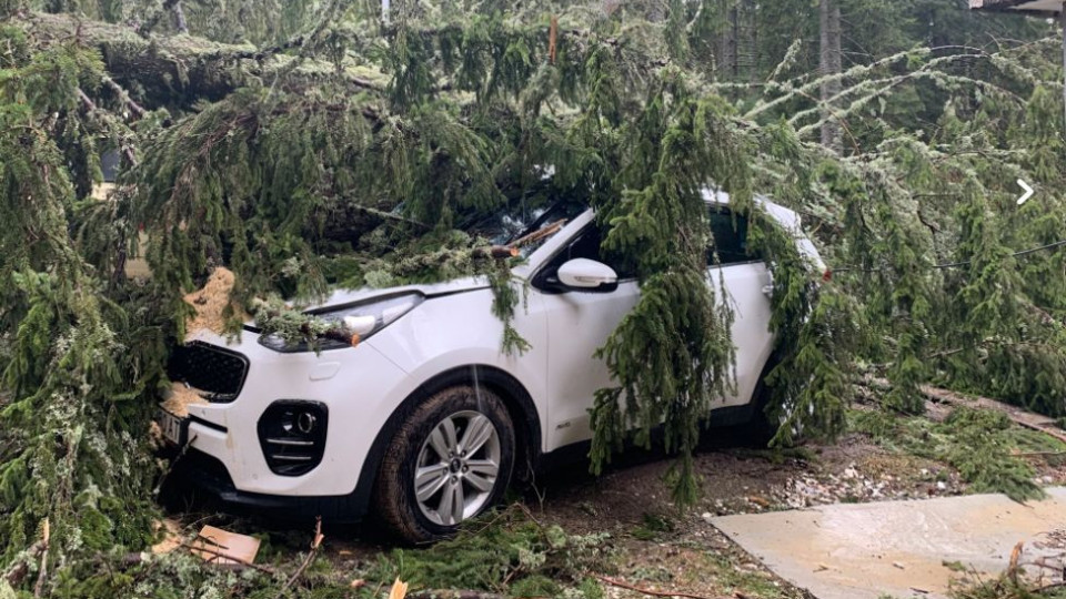 В зимната буря: Дърво смаза 5 коли в Пампорово | StandartNews.com