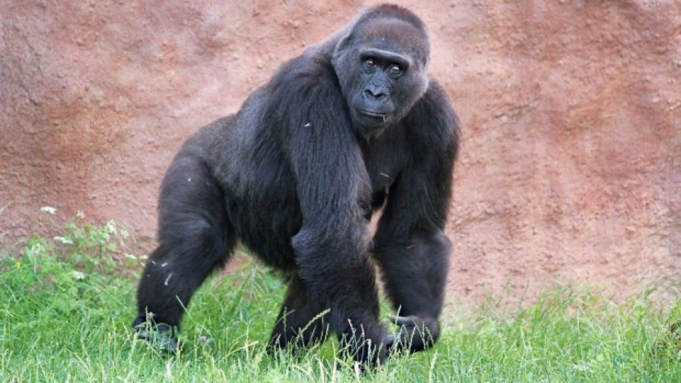 И горилите хванаха К-19, разкашляха се | StandartNews.com