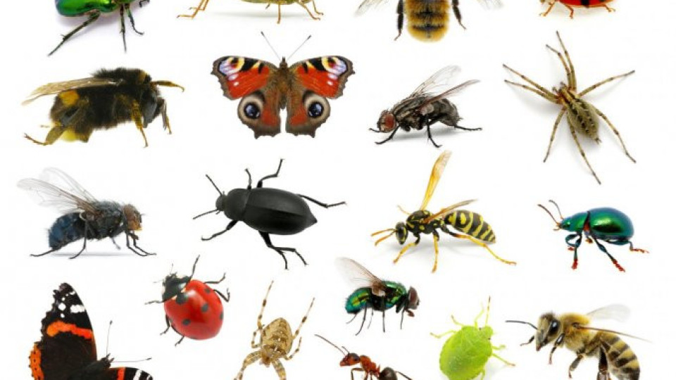 Може ли насекомите по света да изчезнат | StandartNews.com