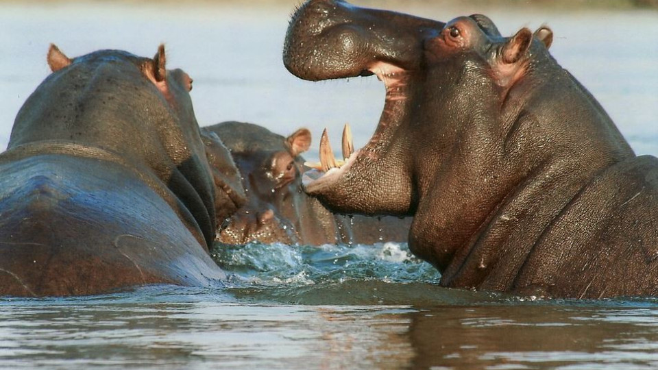 Решиха съдбата на хипопотамите на Пабло Ескобар | StandartNews.com