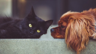 Кои са по-умни – кучетата или котките?