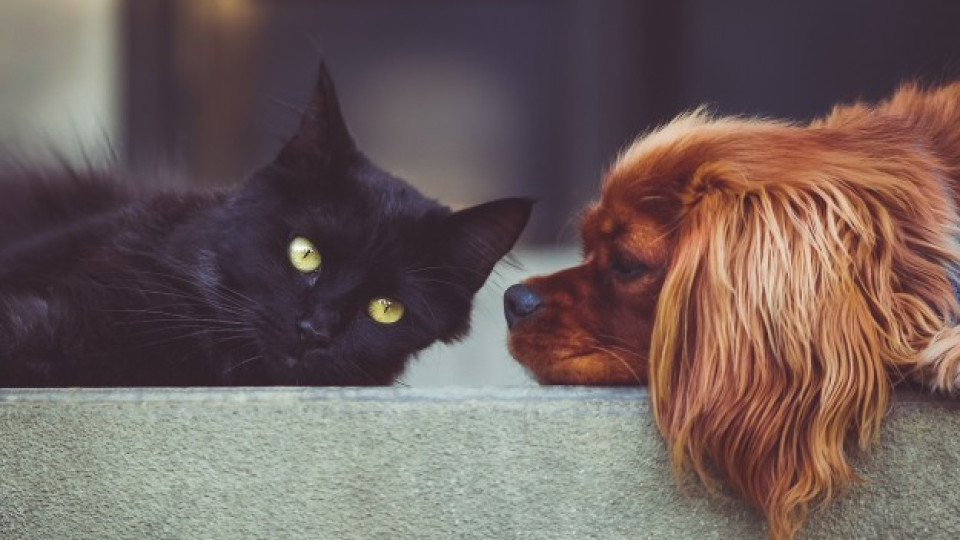 Кои са по-умни – кучетата или котките? | StandartNews.com