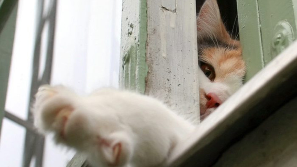 Котка спаси дете, попречи да падне от балкона | StandartNews.com