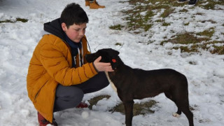 ФБ спаси 4 кучета с кървящи рани, изхвърлени на снега