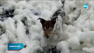 Вълни от пяна заляха английски плаж /ВИДЕО/